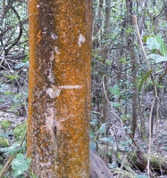 Orange mossy tree trunk in bird park